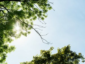 透过树枝看日照